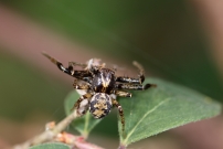 Un mle (Araneae - Thomisidae - Xysticus sp.)